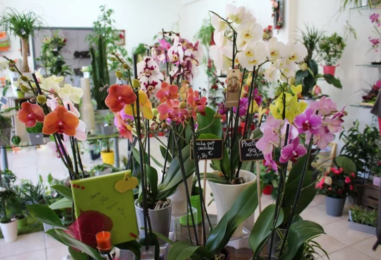 Le Temps Dune Fleur Fleuriste Guipry Messac Plaisir Doffrir 1